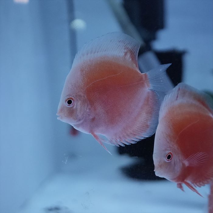 フラミンゴ レッド・ディスカス 6cm± (サンプル写真) - 熱帯魚