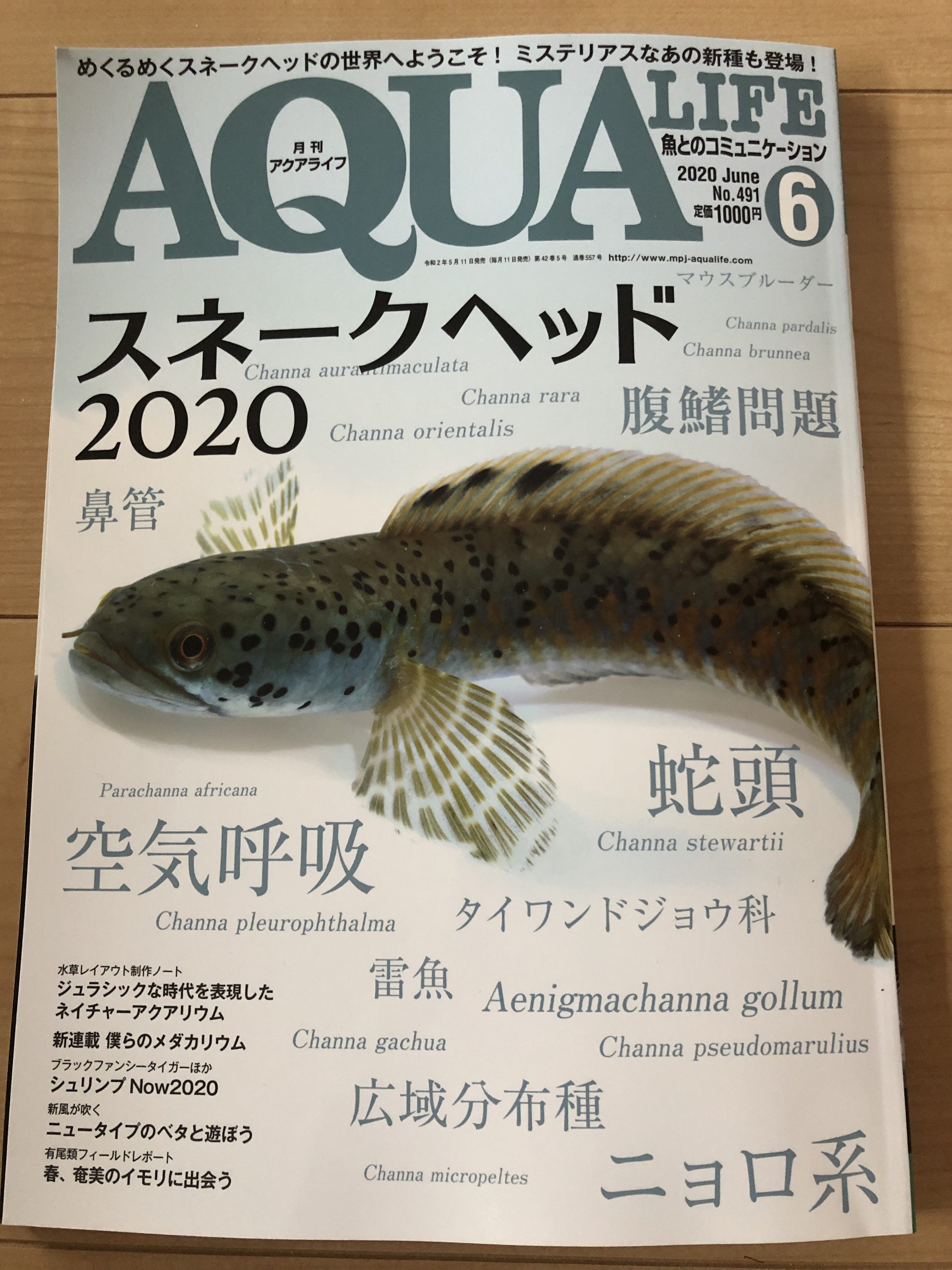 2020アクアライフ6月号は買い！】スネークヘッド特集！内容の濃さに