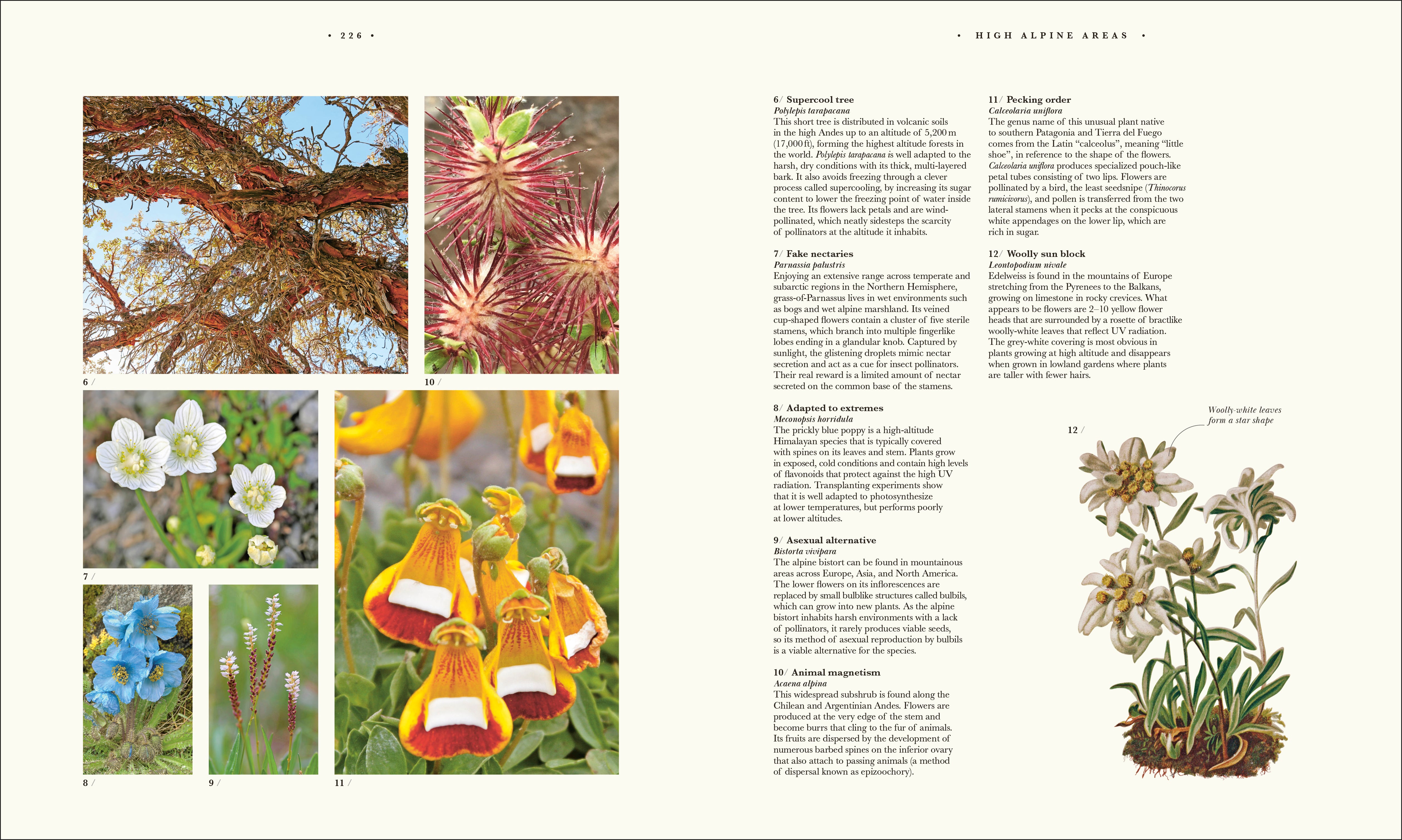 Atlas of Botany – DK
