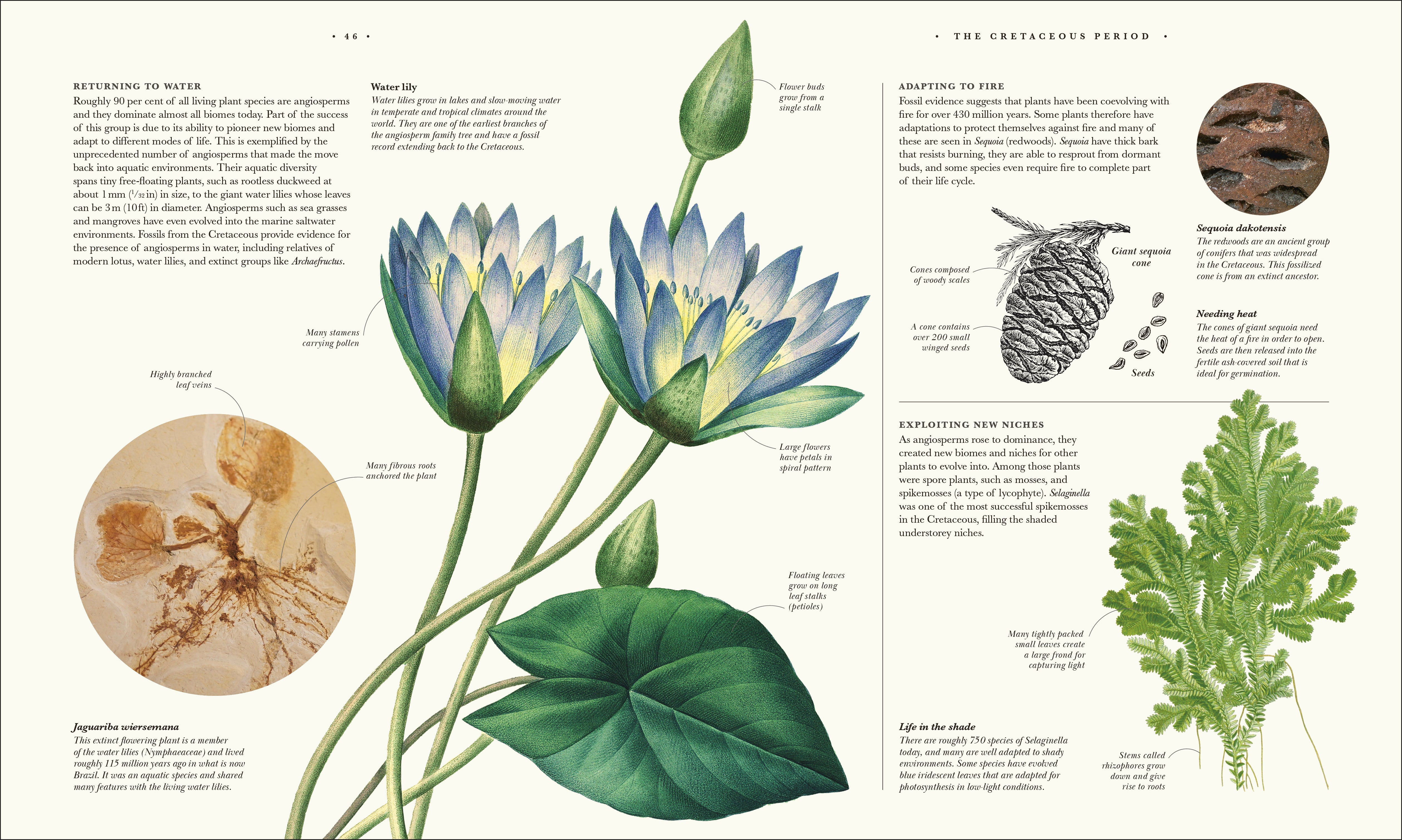 Atlas of Botany – DK
