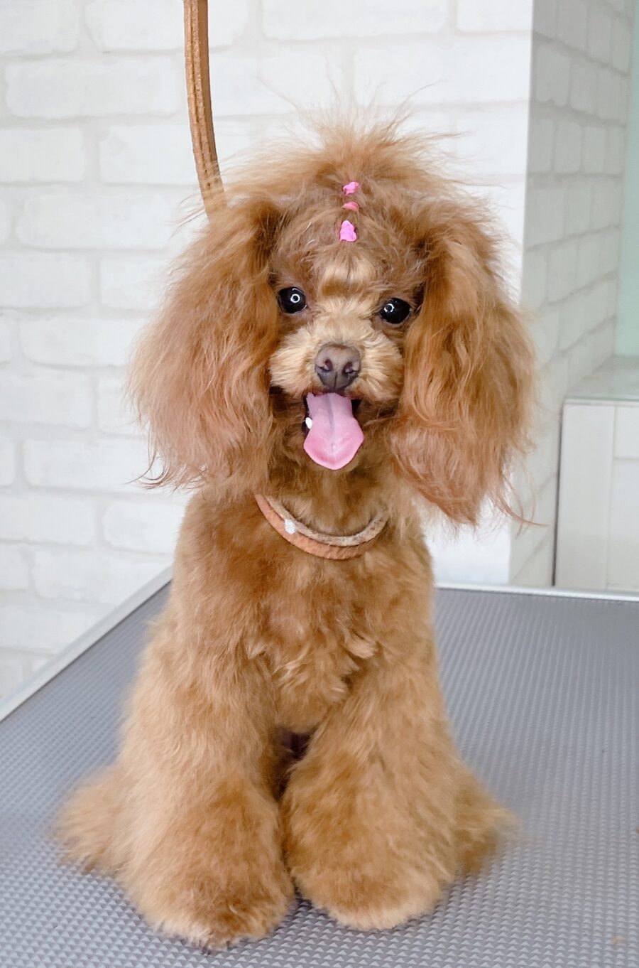 トイプードルの首かしげキュートなテディベア | 浜松市のトリミング