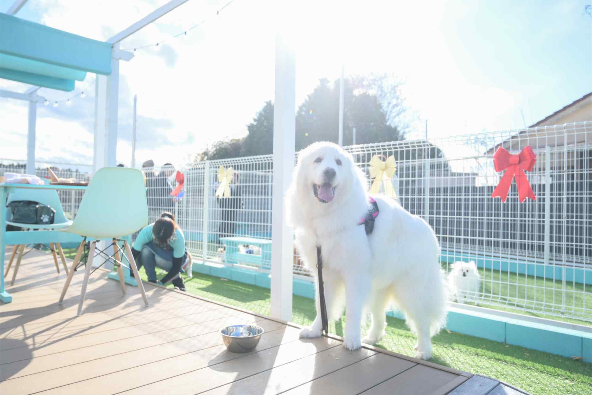 大型犬も歓迎 | 茨城のドッグカフェならDog Cafe Eight