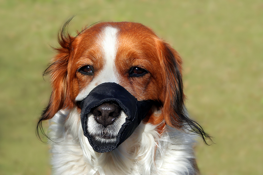 muzzle_wearing-2.jpg