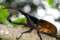 ヘラクレス・リッキー（ヘラクレスオオカブト）｜ドルクスダンケ