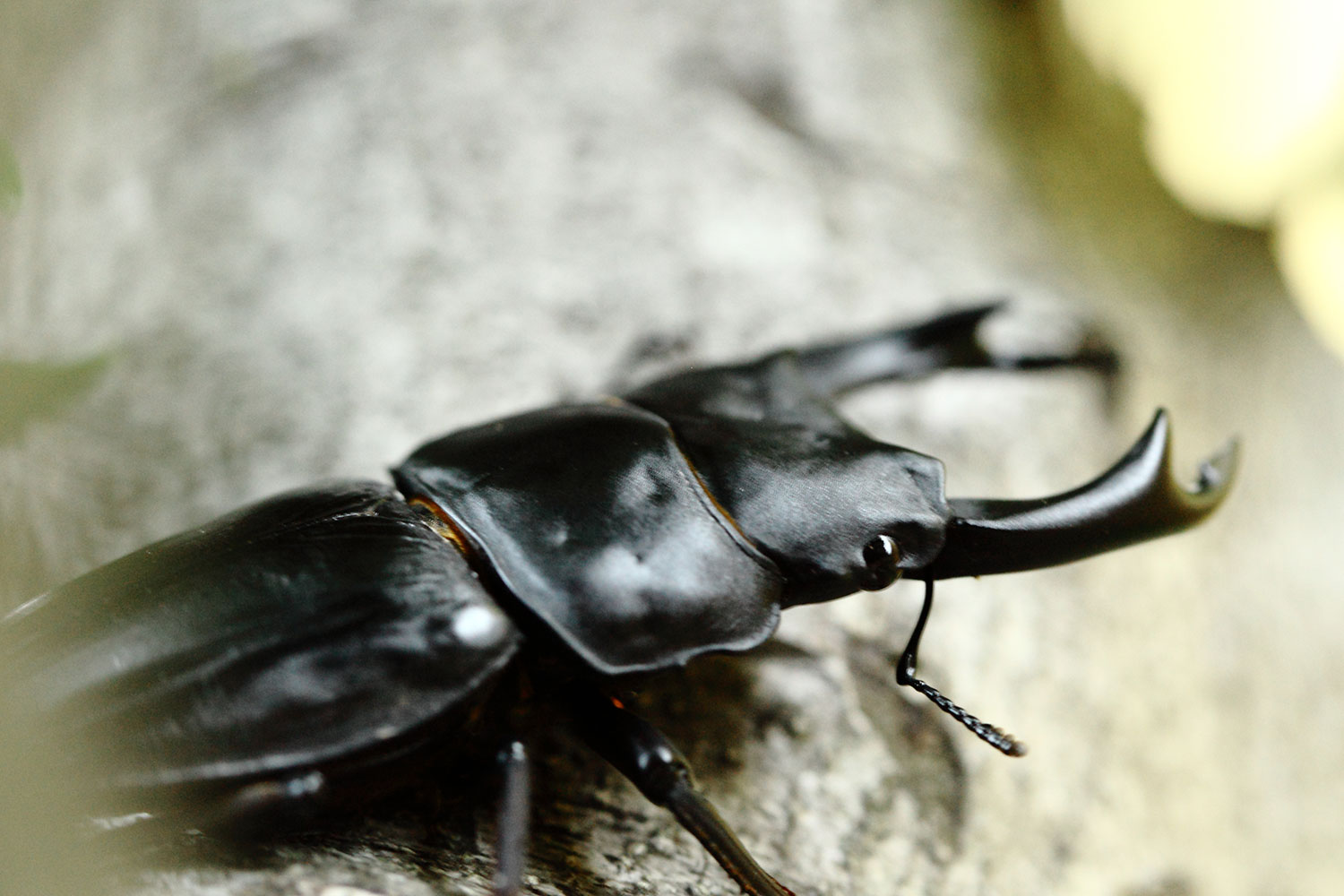 産地ラベル付きオオクワガタ｜ドルクスダンケ