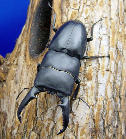 対馬ヒラタクワガタ | Dorcus Navi