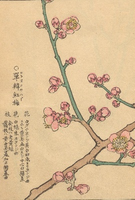 千種の花 | NDLイメージバンク | 電子展示会