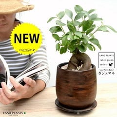 dショッピング |ユッカ（ロストラータ） 10号 ぽってり スタイリッシュ