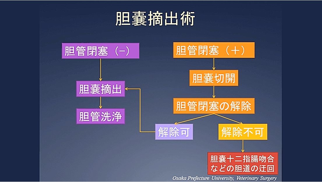 胆嚢摘出術 ② 【胆嚢の外科解剖】｜ETV Store