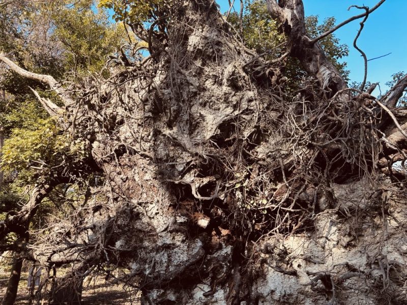 泉穴師神社のクスノキ（いずみあなしじんじゃのくすのき）：大阪府