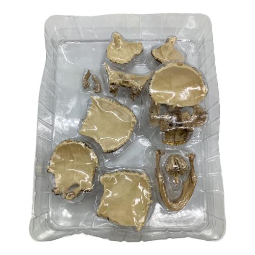 Supreme(シュプリーム) 4D Model Human Skull（4D モデル ヒューマン