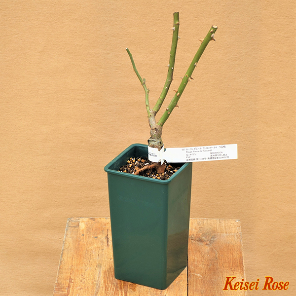 クレム ドゥ メイアン 大苗(4.5号角鉢)｜【京成バラ園】バラの通販