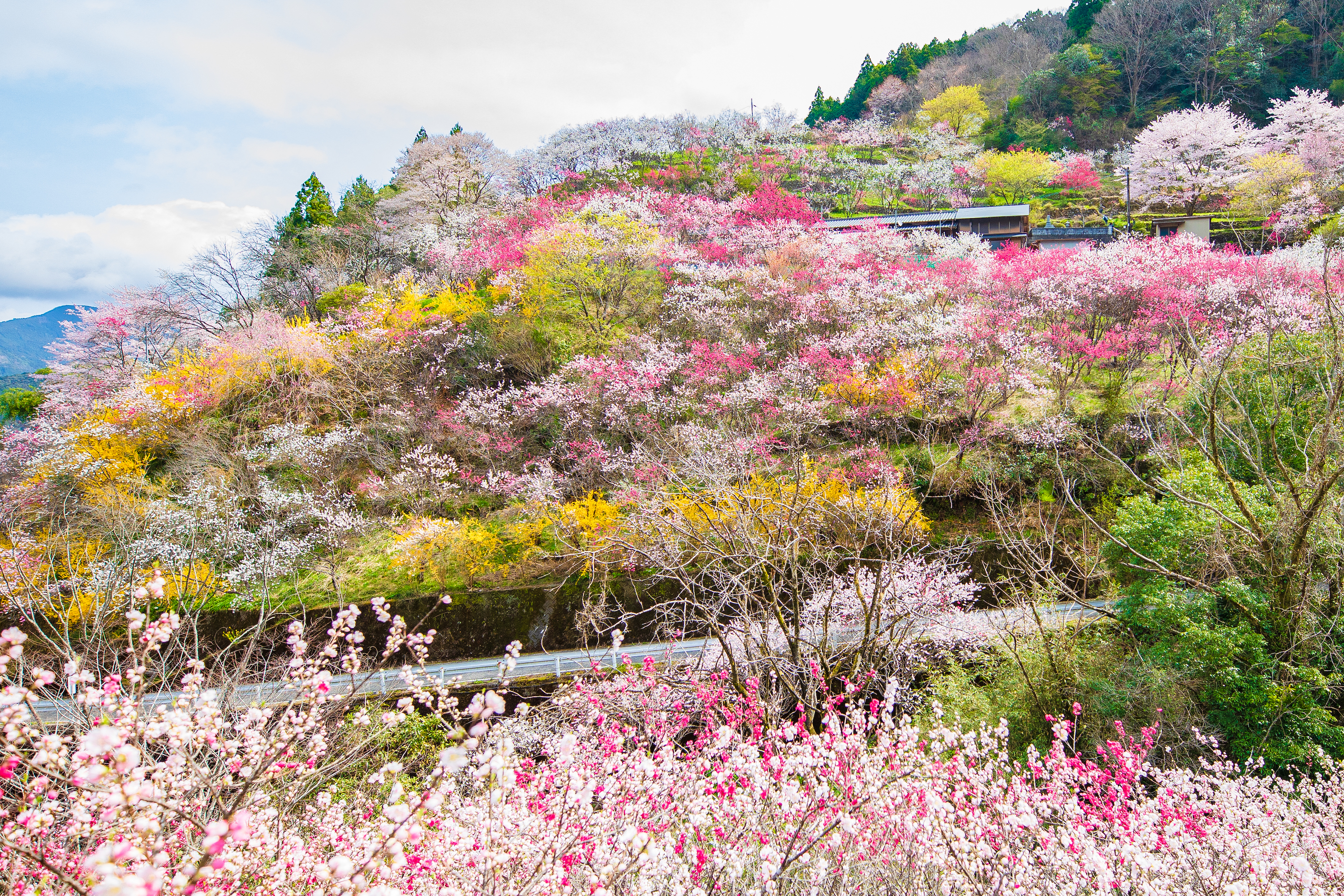 上久喜の花桃（仁淀川町）｜約1000本の花桃が咲く美しい山里 | EIMONS
