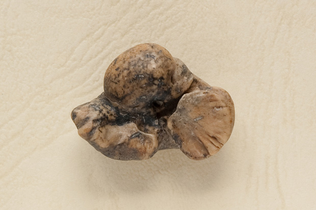 イルカの耳骨｜南房総いいもの屋