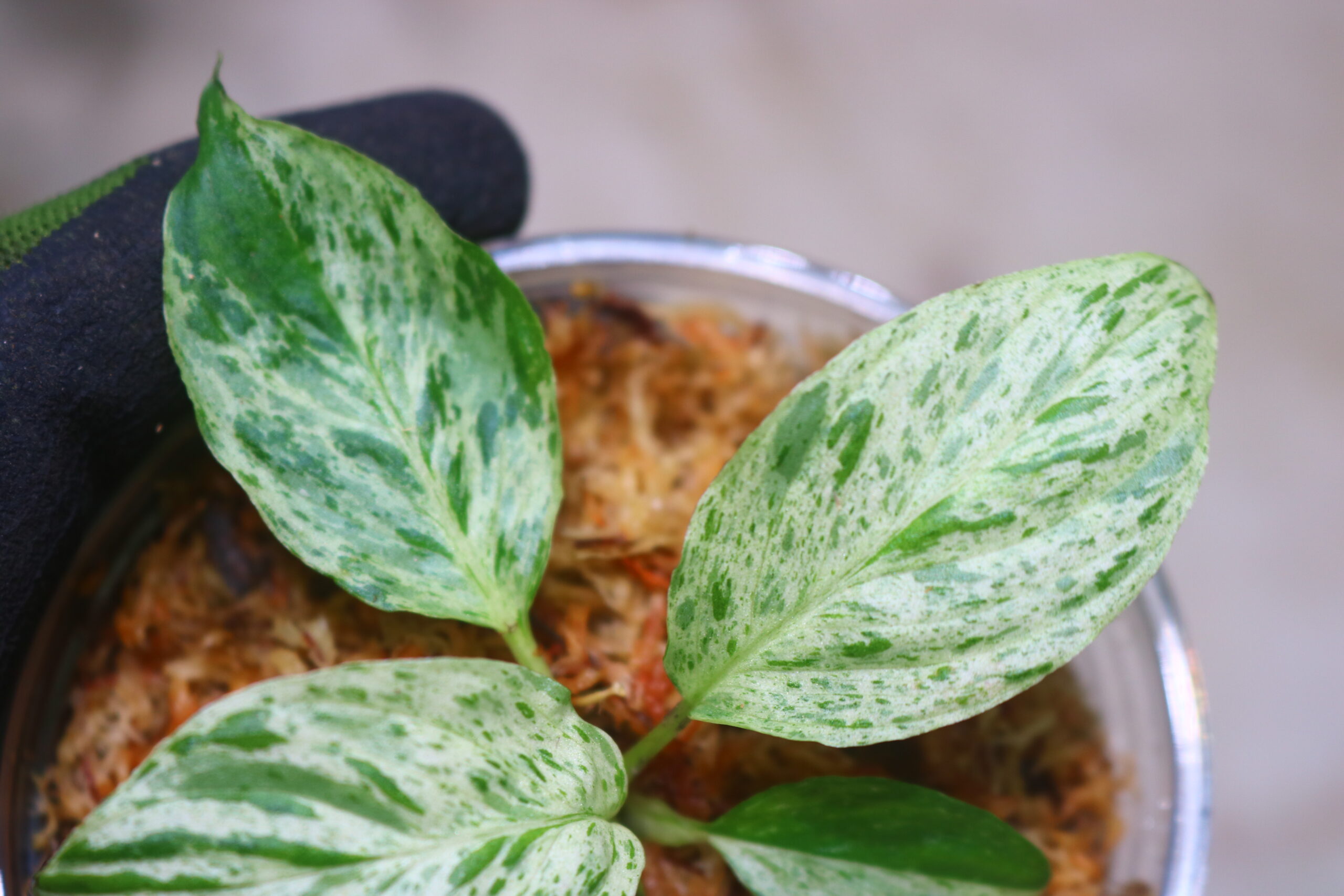 TGK-r50827lh-/ホマロメナ斑入り/Homalomena sp. 'Mint Variegated