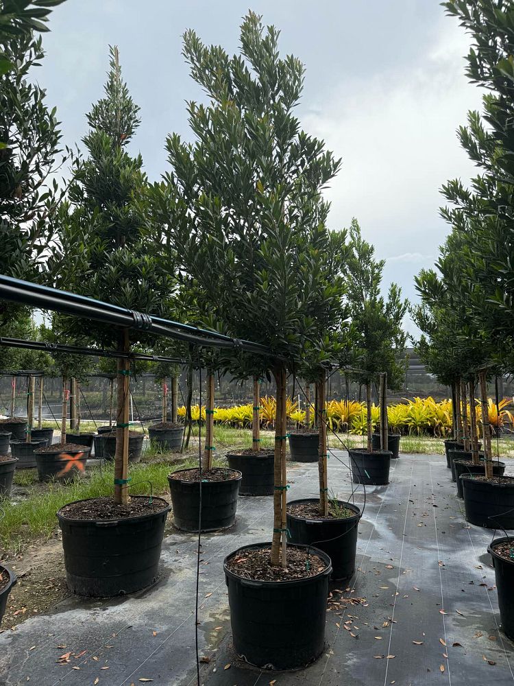 Explore Our Tree Form Plants Collection | Eureka Farms