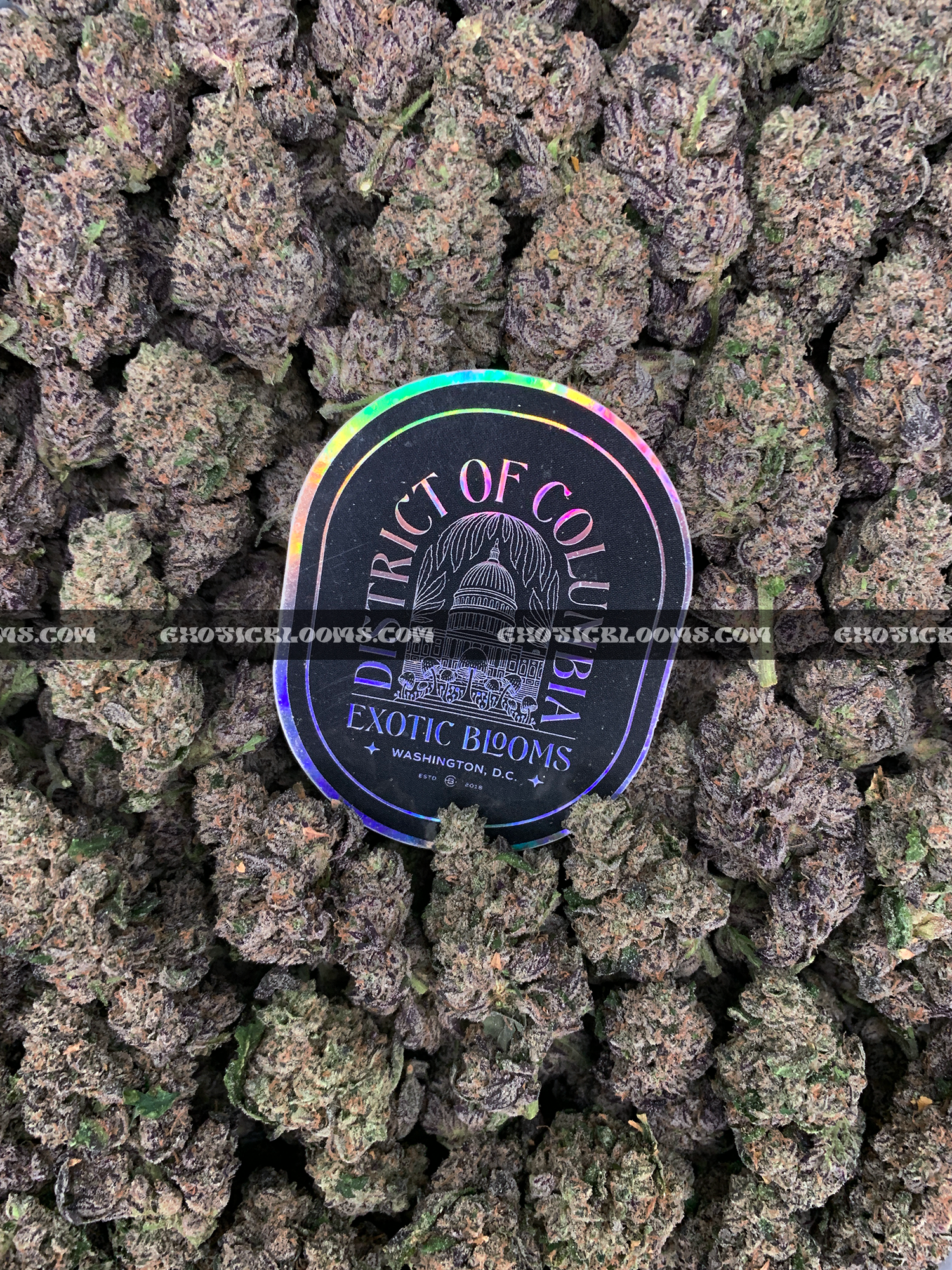 Life Alert Exclusive Designer *out of stock* - Exotic Blooms