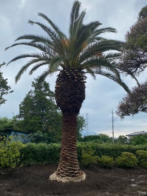 カナリ―ヤシ | 福島園芸