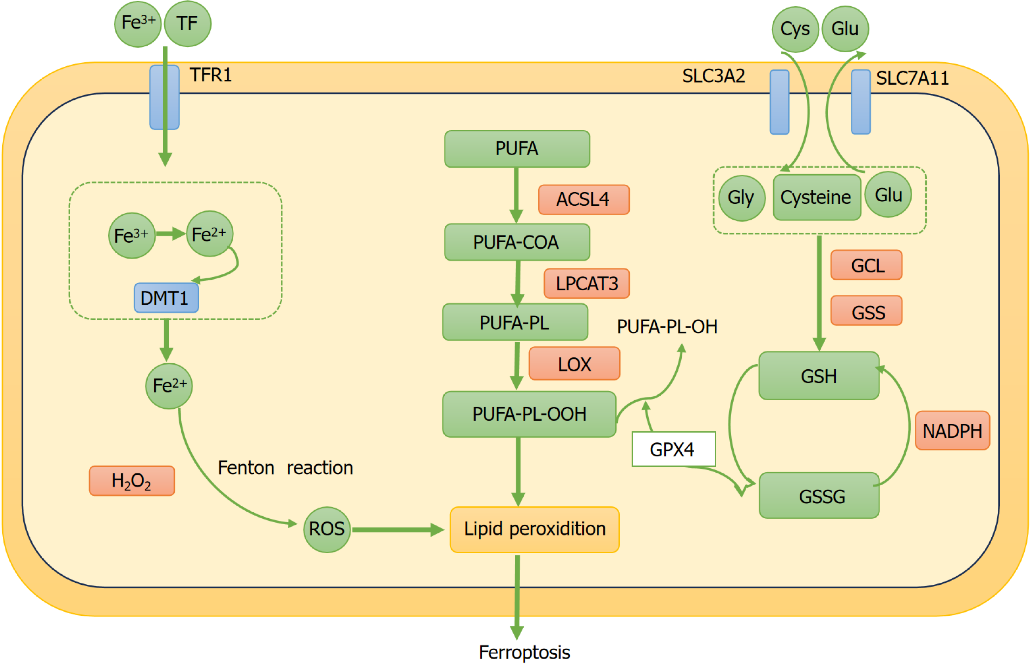 Ferroptosis: A novel therapeutic target for diabetic cardiomyopathy
