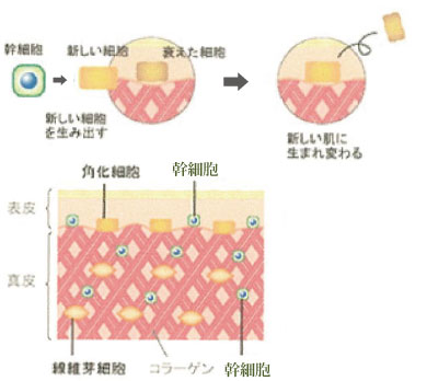 ファシオール / ◇アバニカル パーフェクトエッセンス 30ml