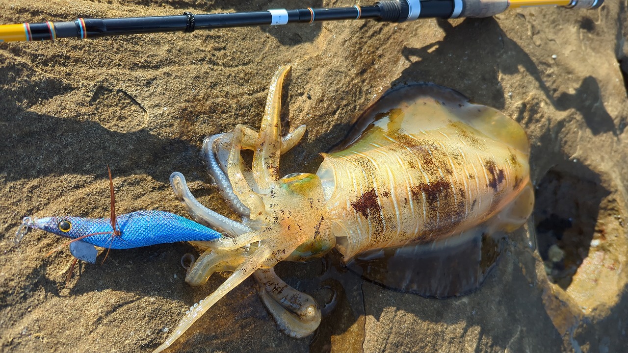 CANARIA ORKNEY80(カナリア オークニー80) - Fin‐ch