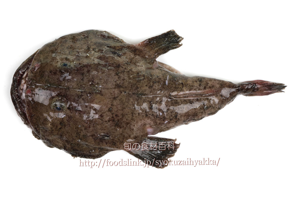 写真で見るクツアンコウ／鮟鱇／あんこう／アンコウ：旬の魚介百科