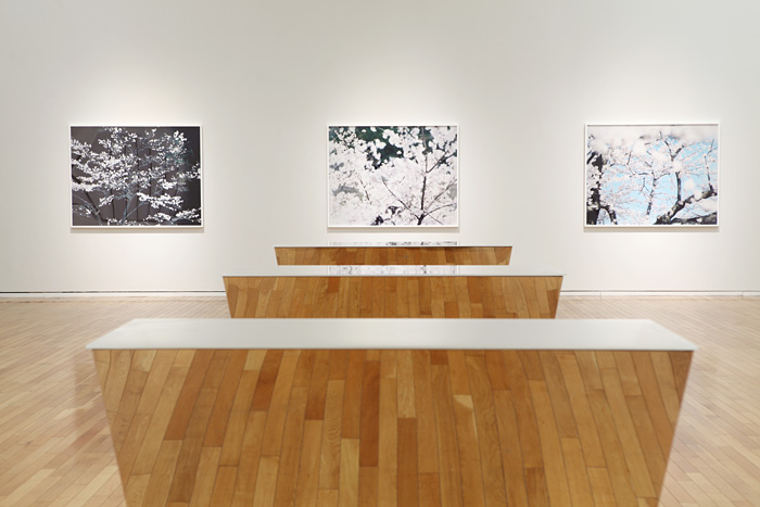 鈴木理策に学ぶ、安心できないくらい「美しい」写真を撮る方法 | CINRA