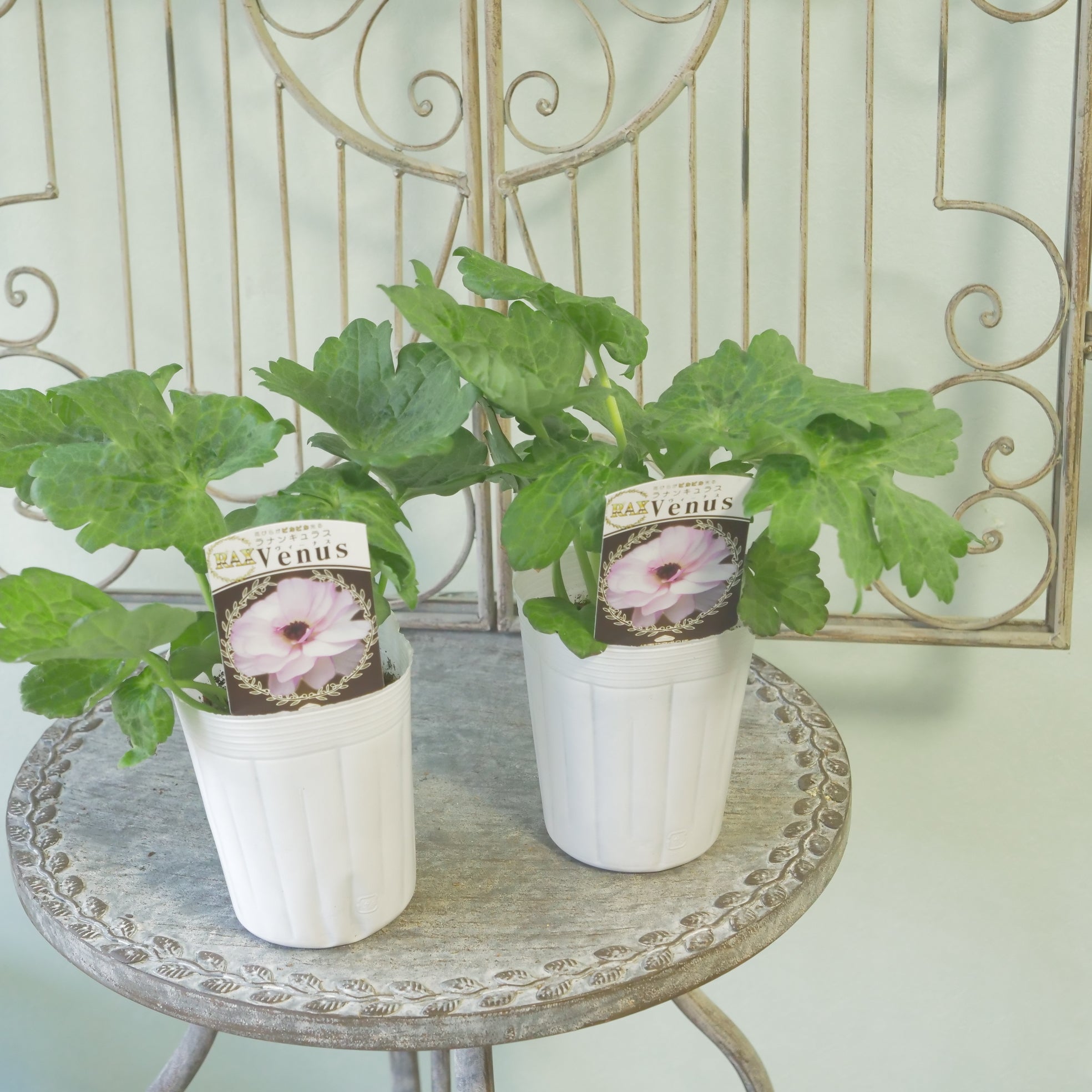 綾園芸さんオリジナル ラナンキュラスラックス【ヴィーナス】 – flower