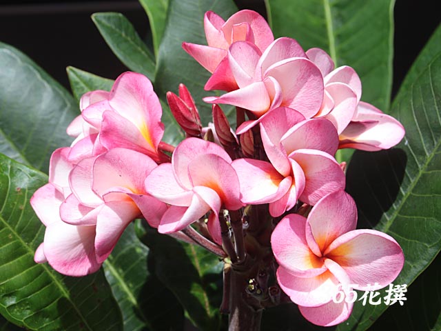 プルメリア｜園芸植物小百科｜育て方｜花の写真