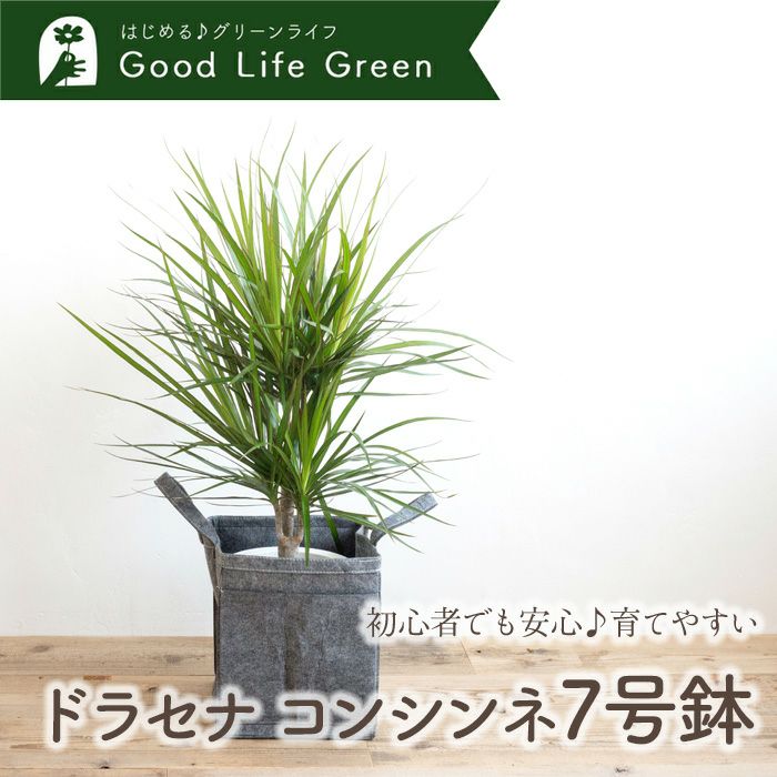 観葉植物 ドラセナコンシンネ7号鉢 リポット(グレー) FKTK | Flower