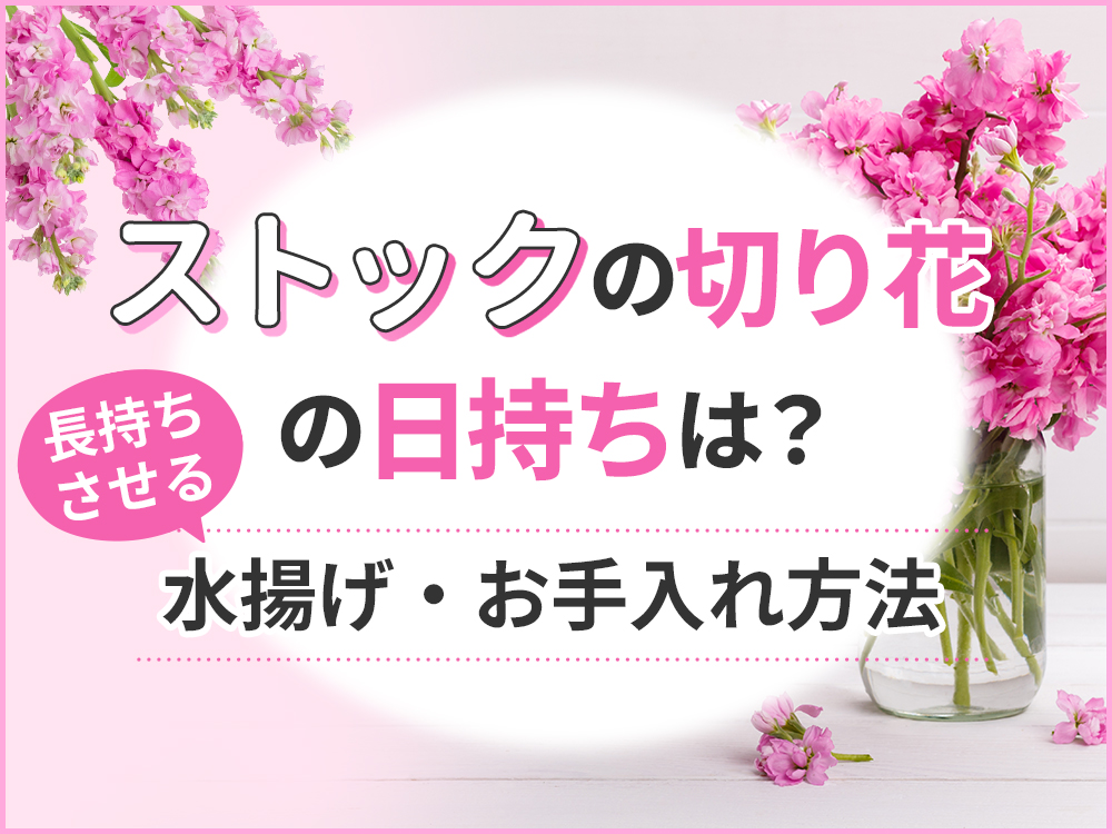 ストックの切り花は日持ちする？長持ちさせる水揚げ・お手入れの秘訣