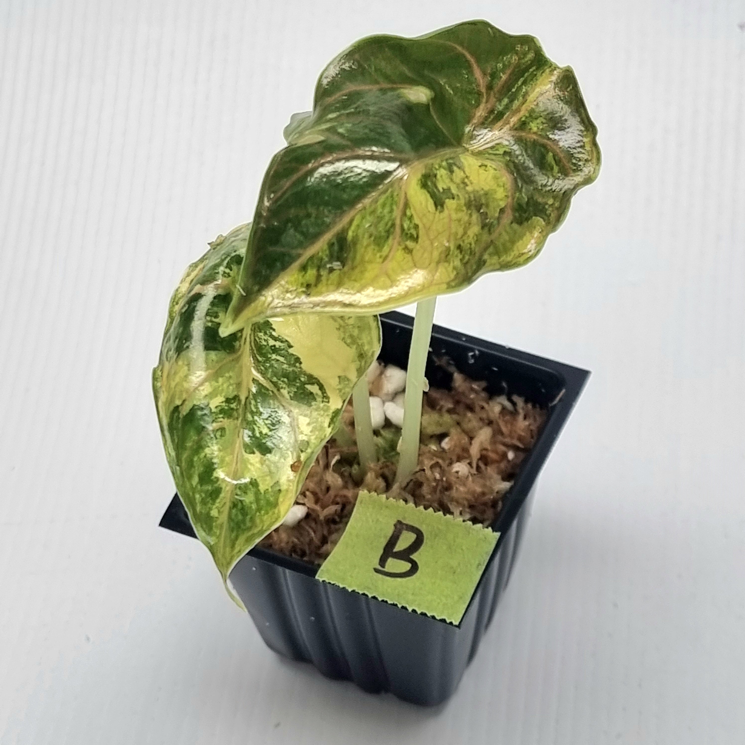 Alocasia azlanii Aurea Variegated – Flora Magnifica Australia