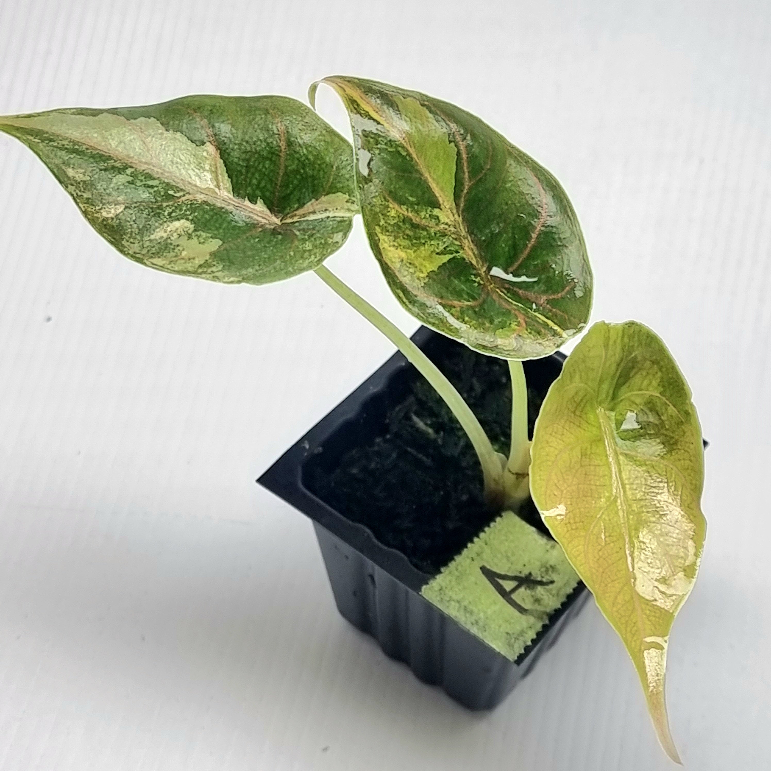 Alocasia azlanii Aurea Variegated – Flora Magnifica Australia