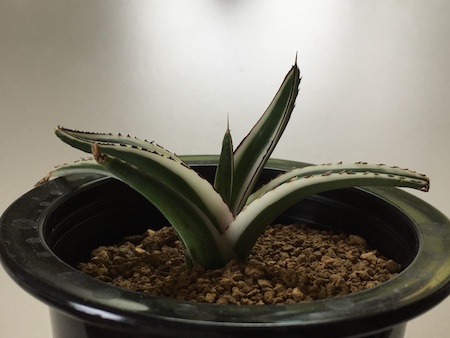 アガベ『氷山』 | 成長速度は遅いけど丈夫で子株も出やすい品種です