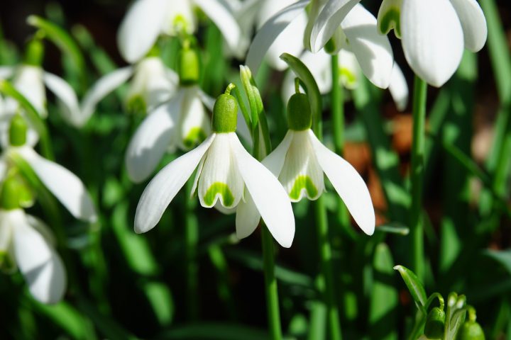 スノードロップの育て方】植え付け方法や意外に知らない花言葉を紹介