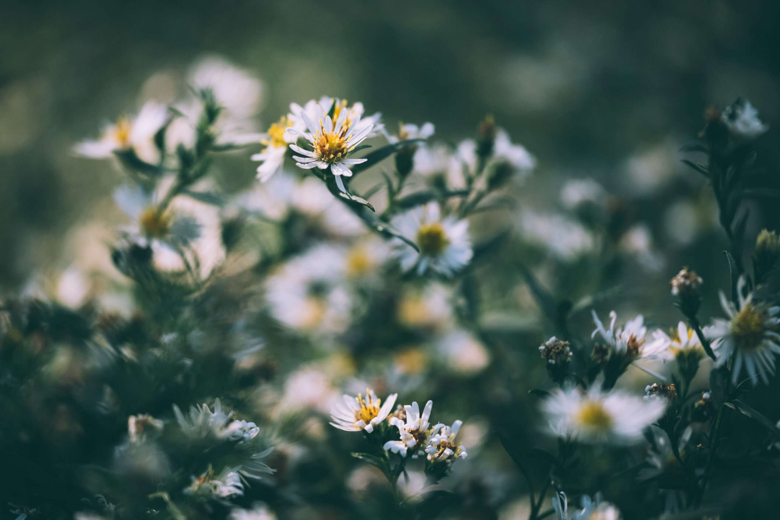 Can Macro Photography Make You Feel Better About the World? My