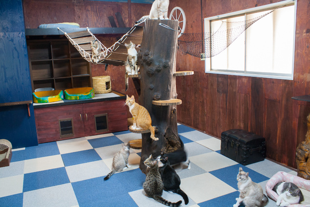 CATカフェ ねこひげ - ペット / 郡山市北部 - ふくラボ！