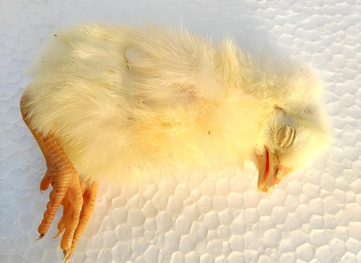 冷凍ヒヨコ 冷凍ひよこ 箱詰め12Kg（約300羽）の販売情報