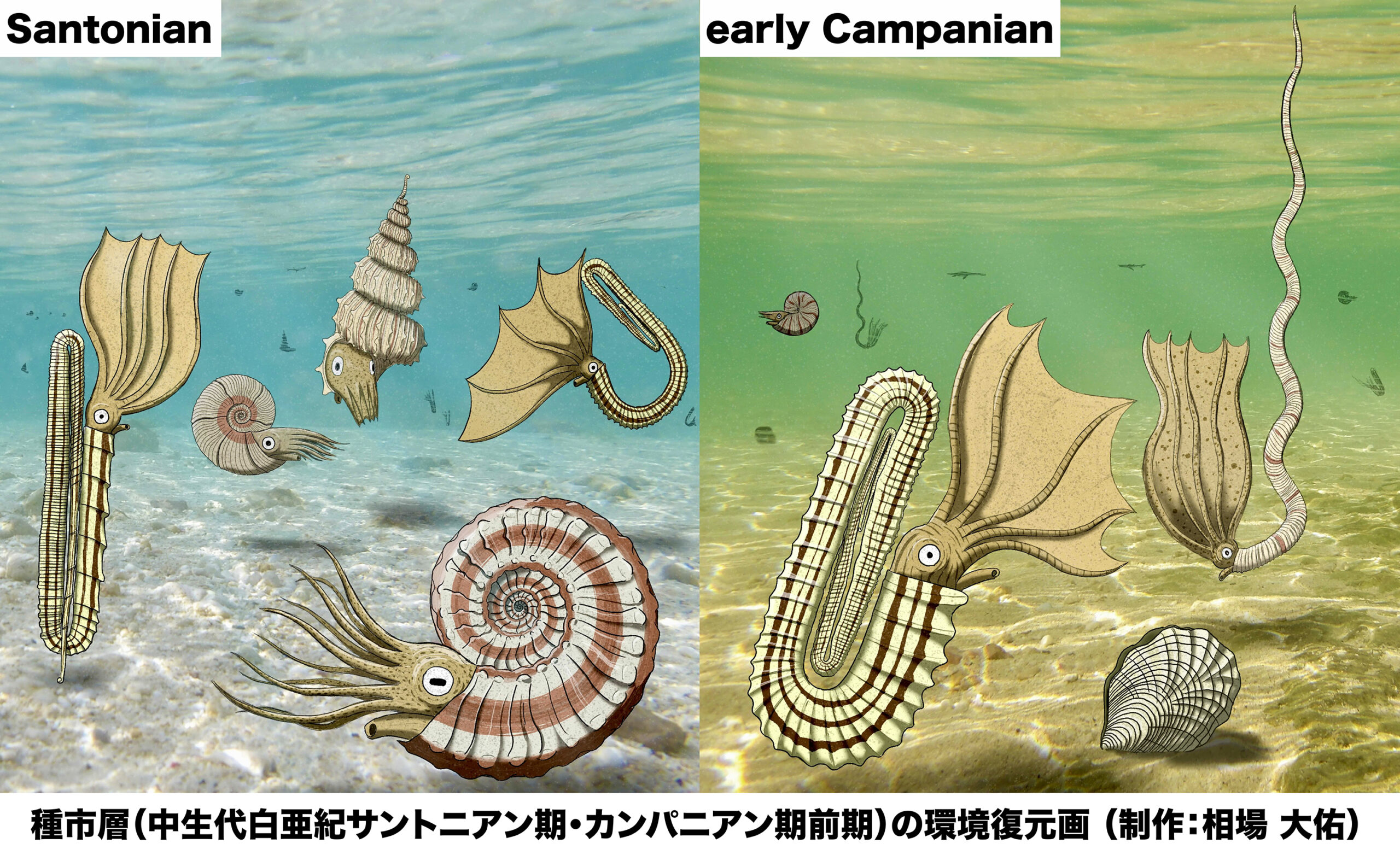 プレスリリース】岩手県洋野町のアンモナイト類・イノセラムス二枚貝類