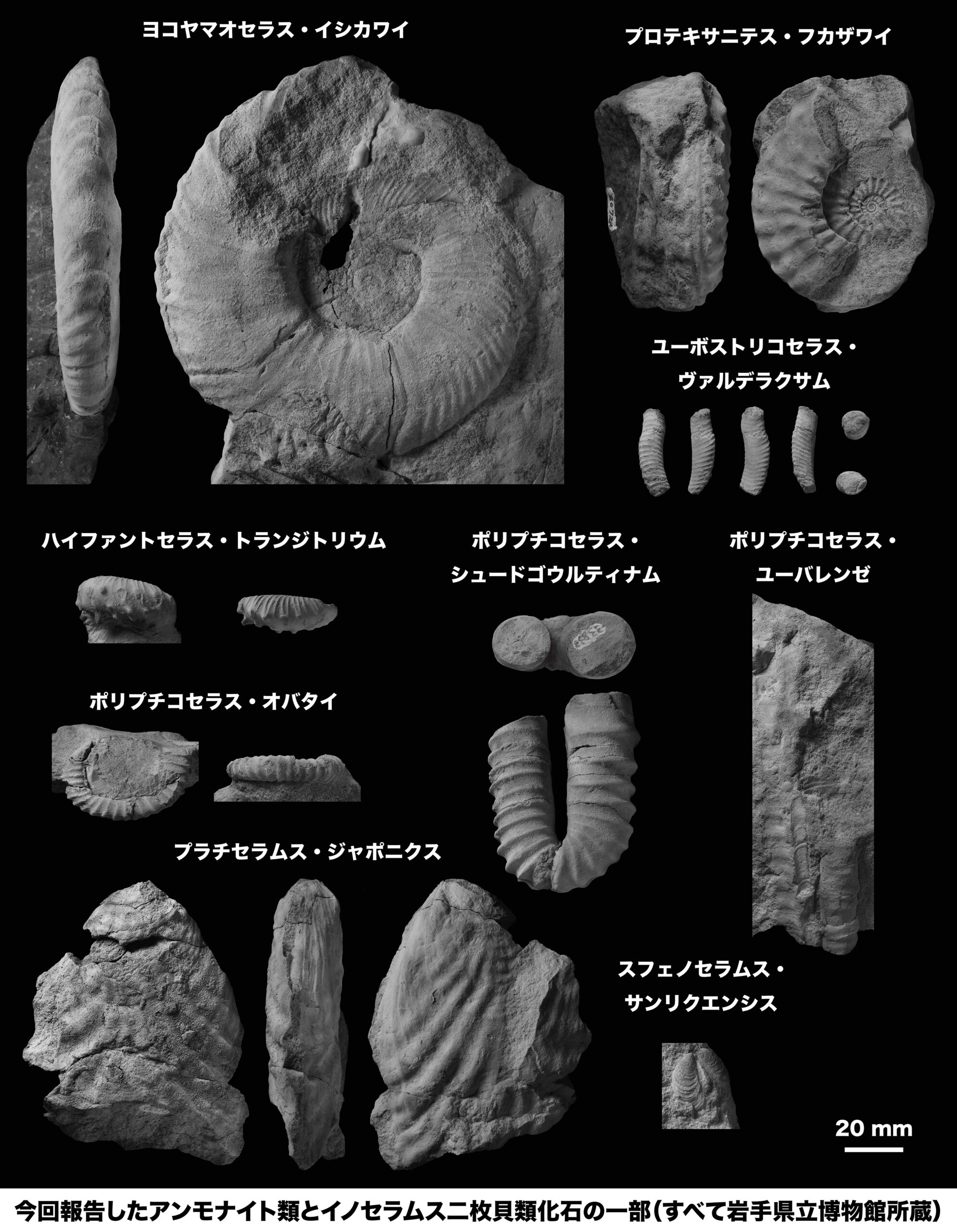 プレスリリース】岩手県洋野町のアンモナイト類・イノセラムス二枚貝類