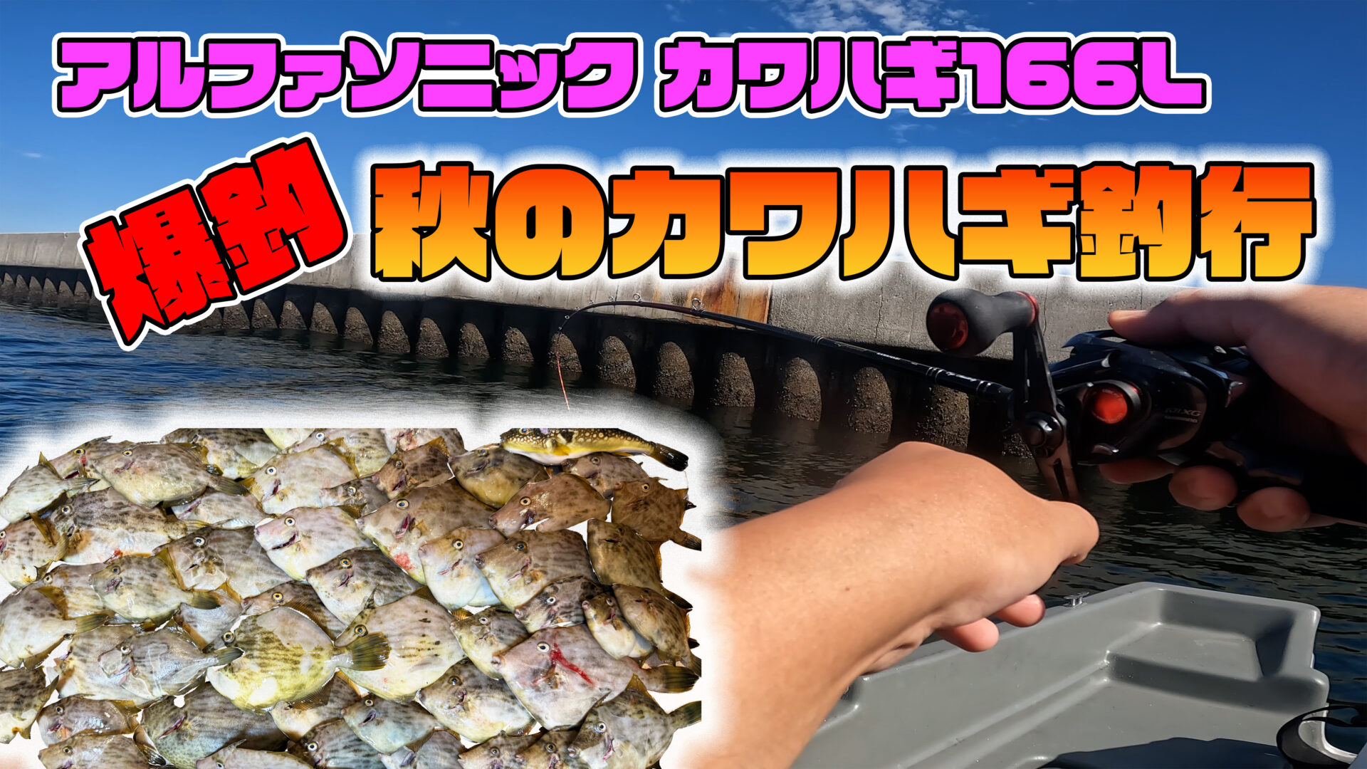 秋の東京湾で50枚突破！アルファソニック166Lでカワハギ数釣りに挑戦