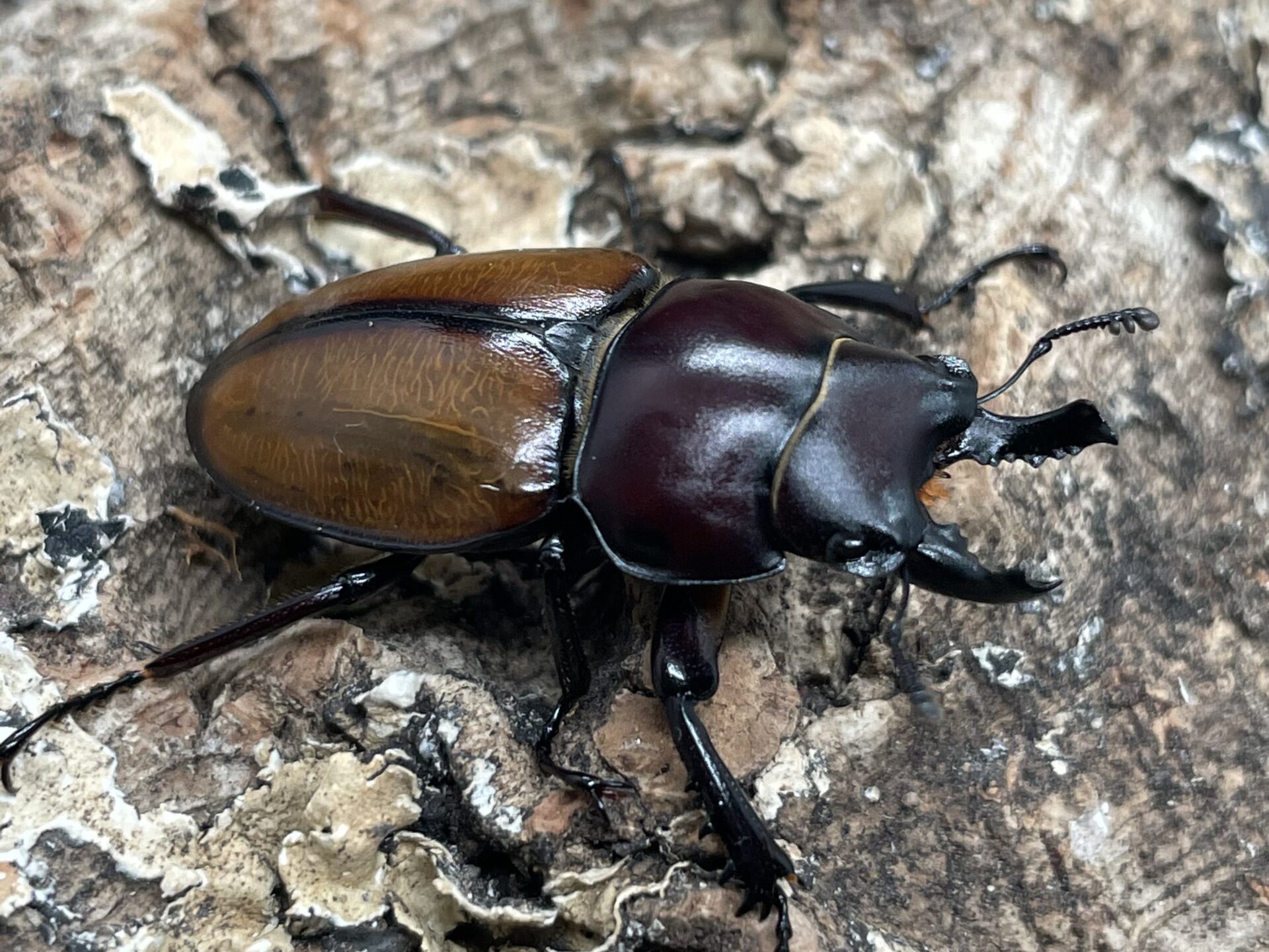 飼育情報大公開】裏年の貴重なチャイロマルバネの産卵セットを組みまし
