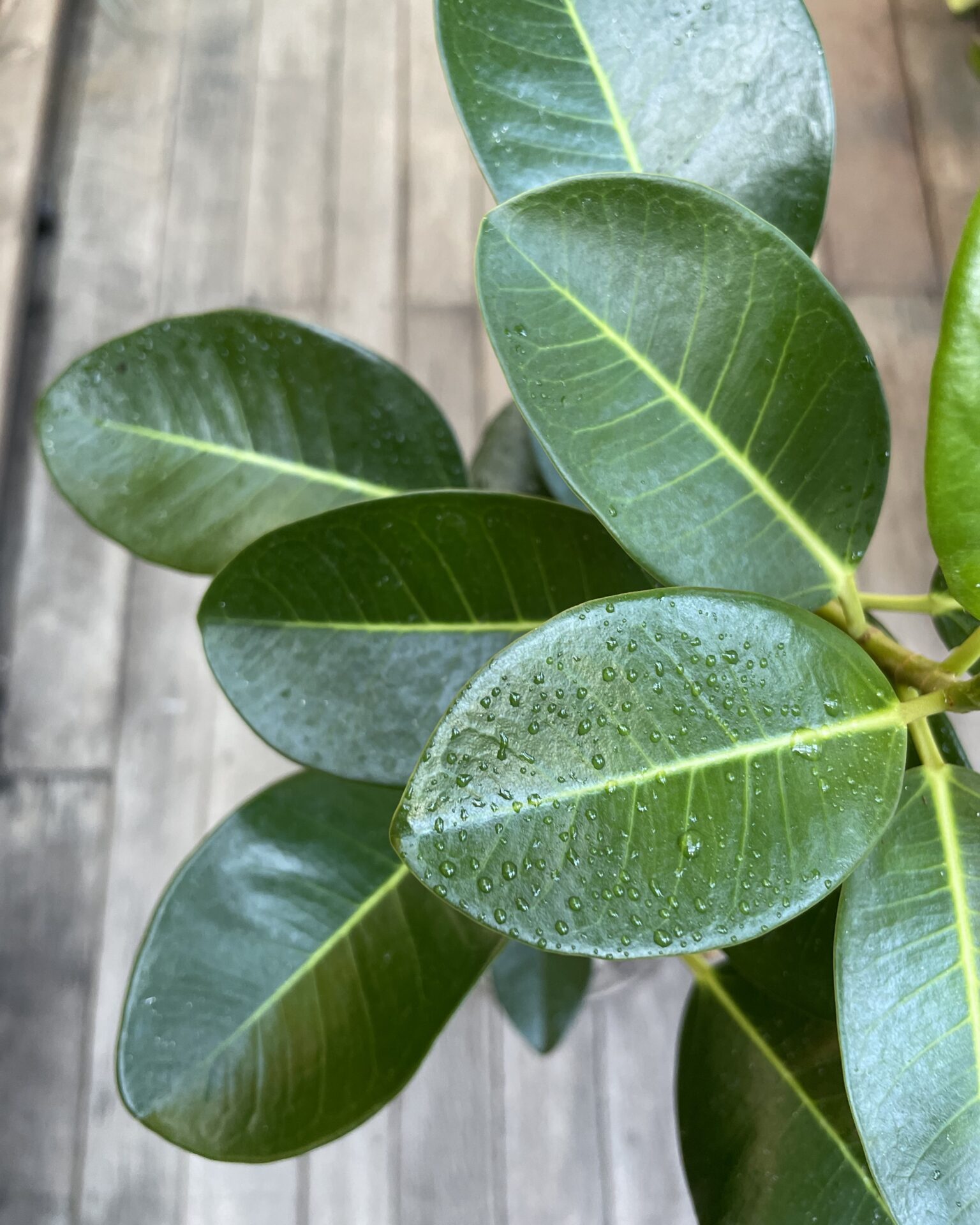 観葉植物】フランスゴムの木【Sサイズ】 | garage living with plants