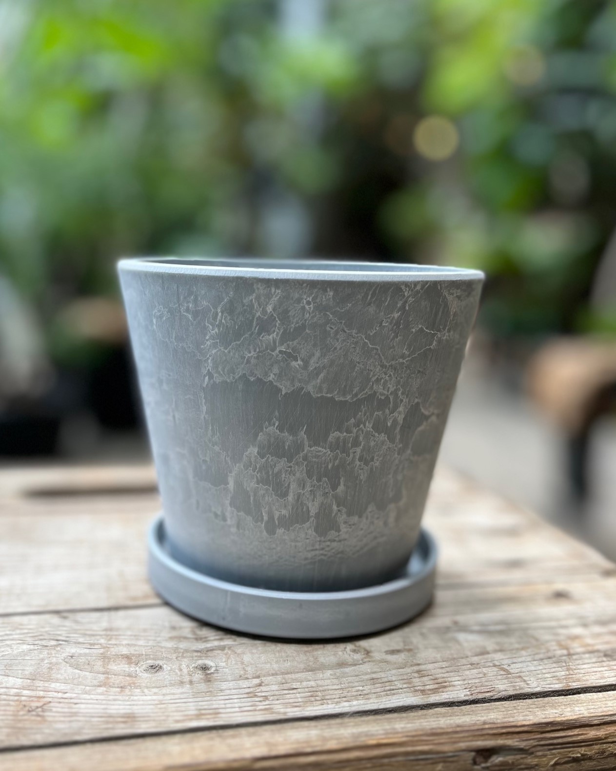 観葉植物】フランスゴムの木【Sサイズ】 | garage living with plants