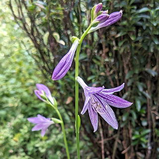 ギボウシ（ホスタ） 新・花と緑の詳しい図鑑