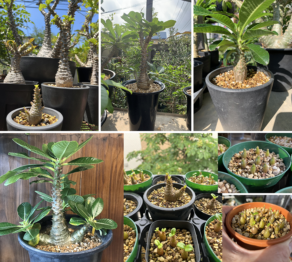 パキポディウム・ウィンゾリーは赤花が咲く塊根！ 注目の園芸家が育て