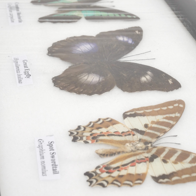 蝶3匹標本｜マライカ公式通販