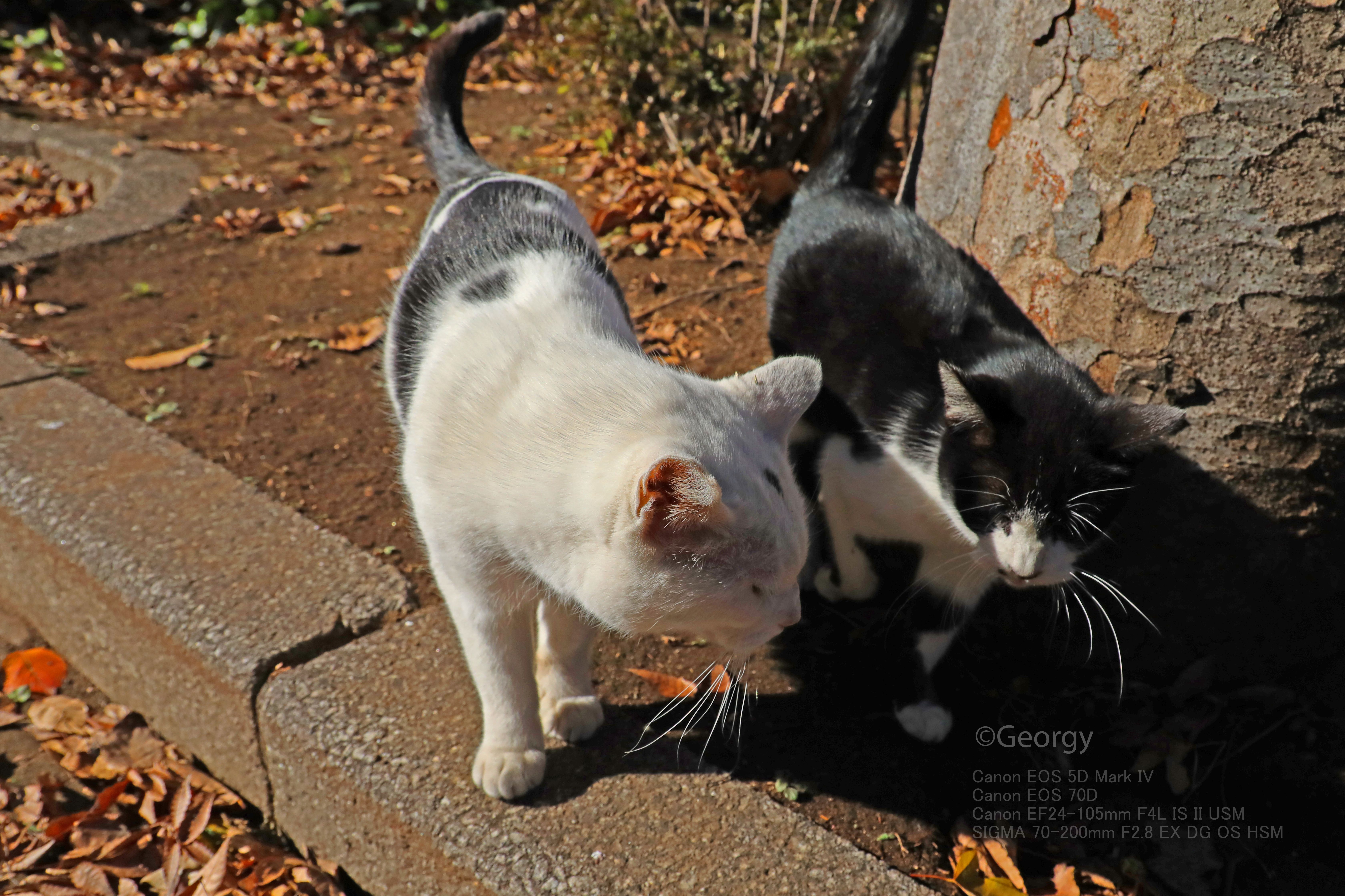 あらかわ遊園地前のネコちゃんたち |