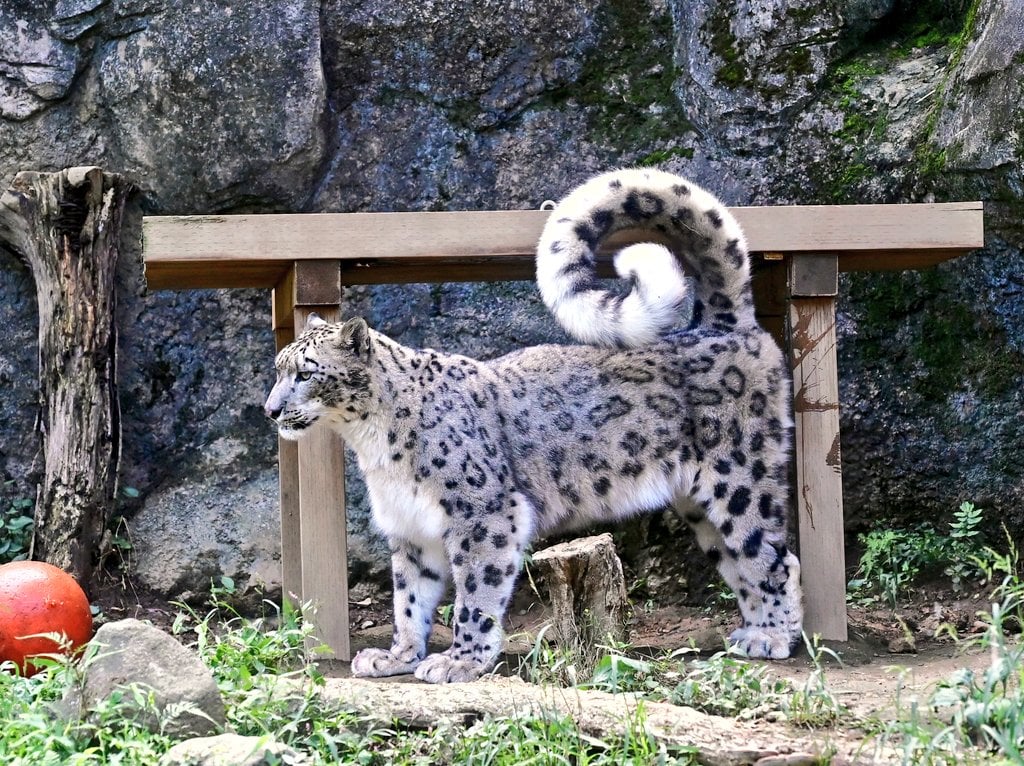 ユキヒョウのしっぽが丸すぎる「ロールケーキみたい」 ｜ ガジェット