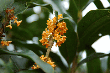 GKZ植物事典・團伊玖磨植物事典・キンモクセイ（金木犀）